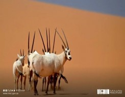   مصر اليوم - عروق بني معارض أول موقع للتراث الطبيعي في السعودية على قائمة اليونسكو