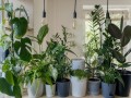   مصر اليوم - أفضل أنواع النباتات التي تمتص الحرارة في المنزل