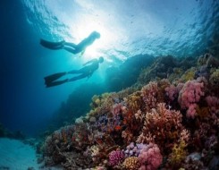   مصر اليوم - مركز غطاس المرجان الأزرق يفوز بجائزة بادي PADI الذهبية في أوروبا والشرق الأوسط