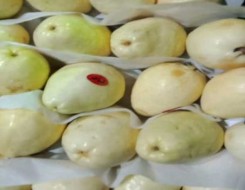   مصر اليوم - ثمرة الجوافة تساعد على عملية الهضم لأنها غنية بالألياف