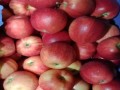   مصر اليوم - الخبراء يختارون التفاح كأفضل فاكهة لتعزيز صحة القلب