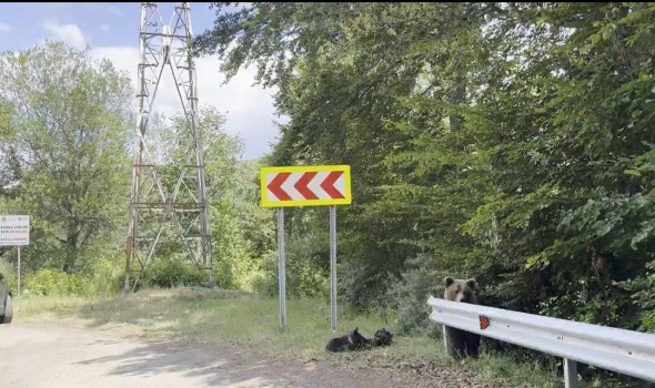   مصر اليوم - دب يفترس سائحا في رومانيا خلال رحلة سياحية والضحية يسجل المشهد كاملا قبل وفاته