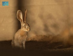   مصر اليوم - محمية الأمير محمد بن سلمان تعيد توطين الأرنب العربي ضمن برنامج إعادة الحياة الفطرية
