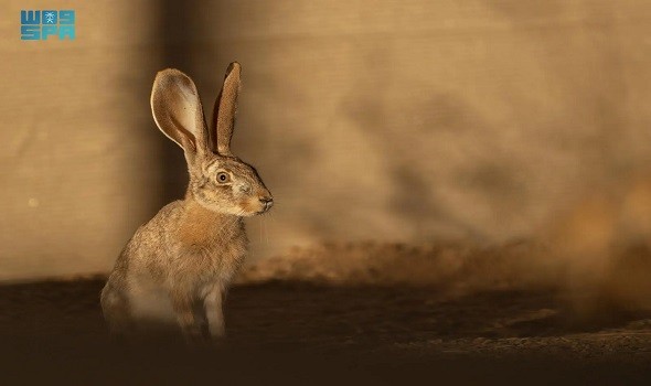   مصر اليوم - محمية الأمير محمد بن سلمان تعيد توطين الأرنب العربي ضمن برنامج إعادة الحياة الفطرية