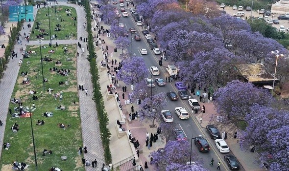   مصر اليوم - أبها تتألق باللون البنفسجي في موسم الجاكرندا وتعزّز مكانتها كوجهة سياحية طبيعية